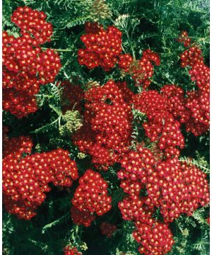 Achillea millefolium Red Beauty