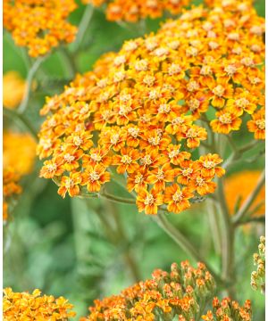 Achillea millefolium Terracotta