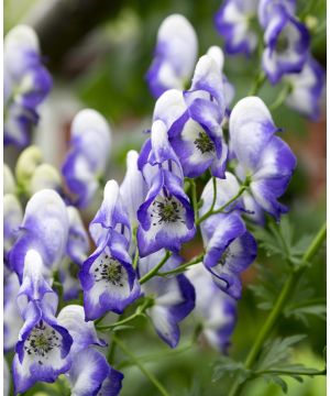 Aconitum Bicolor