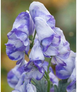 Aconitum carmichaelii 'Cloudy'