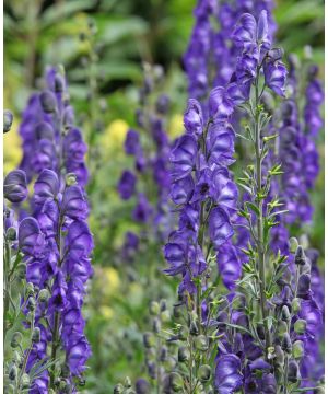 Aconitum napellus