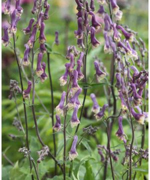 Aconitum Purple Sparrow