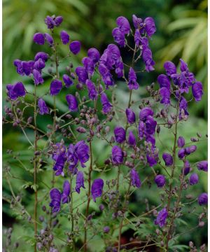 Aconitum henryi 'Sparks Variety'