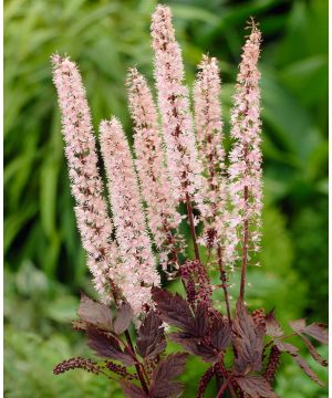 Actaea simplex Pink Spike