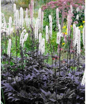 Actaea simplex Brunette