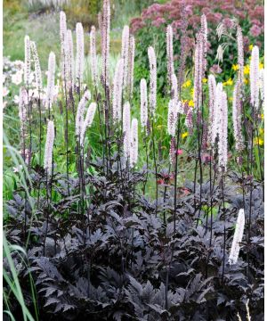 Actaea simplex 'Brunette'