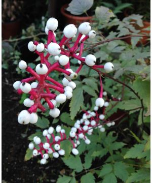 Actaea pachypoda Misty Blue