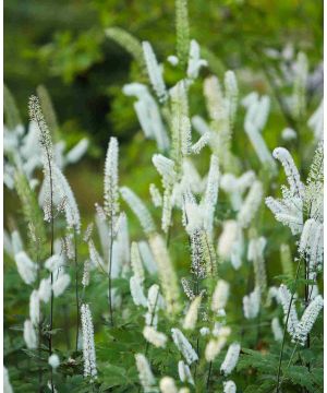 Actaea matsumurae White Pearl