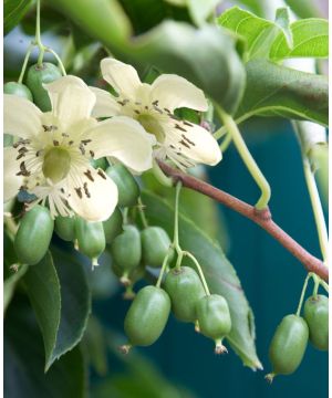 Actinidia arguta Issai