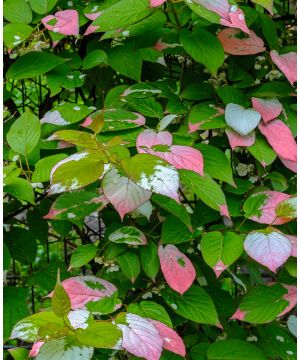 Actinidia Kolomikta