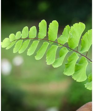 Adiantum aleutian Imbricatum