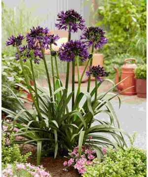 Agapanthus Black Jack