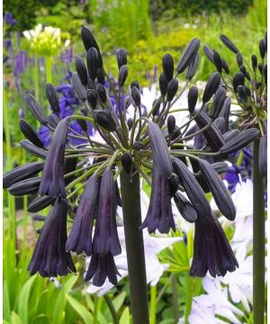 Agapanthus 'Black Magic'