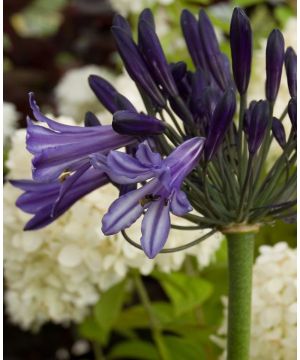 Agapanthus Black Pantha