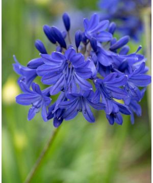 Agapanthus Flower of Love