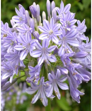 Agapanthus africanus Glen Avon