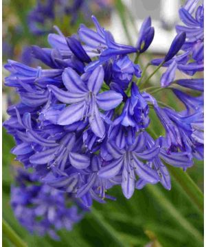 Agapanthus Northern Star