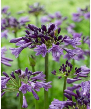 Agapanthus Poppin Purple