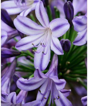 Agapanthus Everpanthus Poppin Star