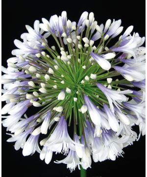 Agapanthus Queen Mum