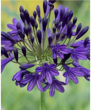 Agapanthus Royal Velvet