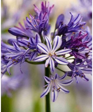 Agapanthus Tornado