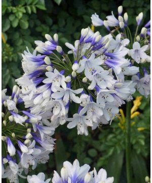 Agapanthus africanus Twister