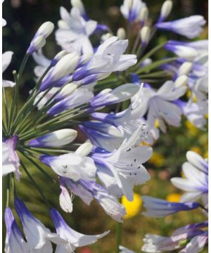 Agapanthus africanus Twister