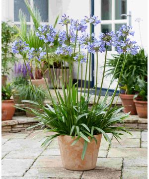 Agapanthus 'Vallee de L'Authion' 