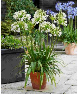 Agapanthus hybrida 'Vallee de la Sarthe'