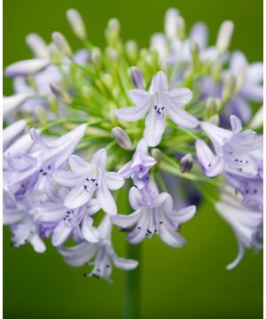 Agapanthus Windsor Grey