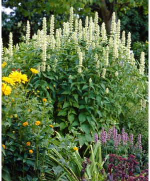 Agastache foeniculum Alabaster 