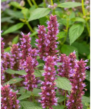 Agastache rugosa 'Beelicious Purple'