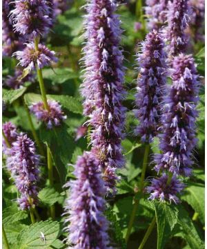 Agastache Blue Fortune