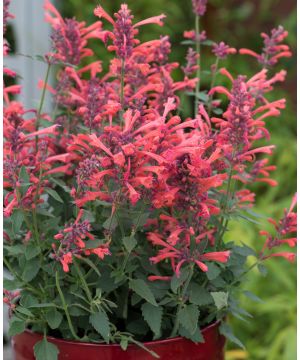 Agastache Kudos Coral