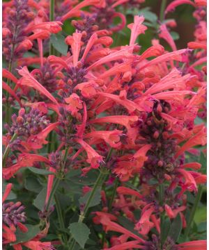 Agastache Kudos Coral