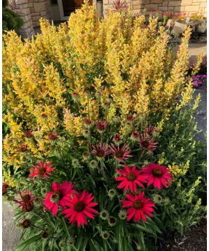 Agastache Kudos Yellow