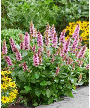 Agastache rugosa Beelicious Pink