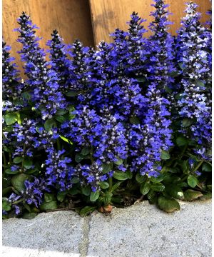 Ajuga reptans Blueberry Muffin