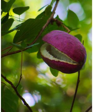 Akebia quinata Cream Form