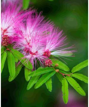 Albizia julibrissin