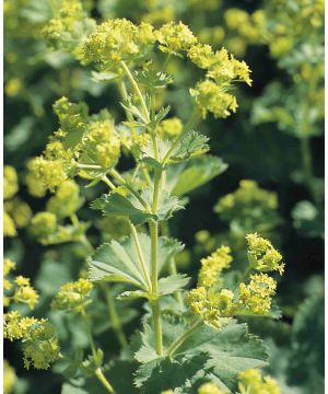 Alchemilla mollis