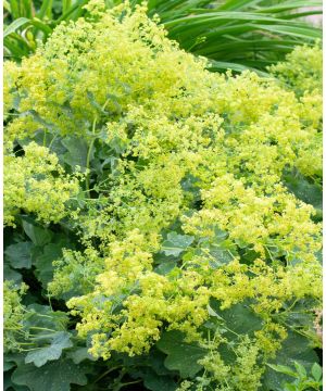 Alchemilla mollis