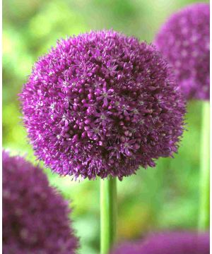 Allium Ambassador