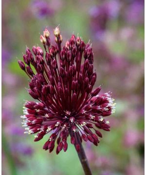 Allium amethystinum 'Red Mohican'