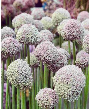 Allium ampeloprasum