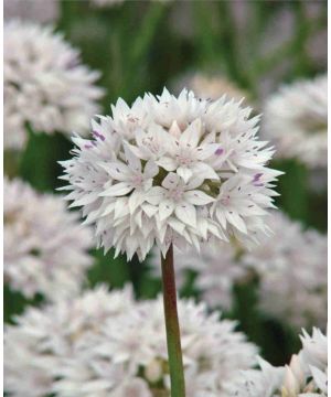 Allium amplectens Graceful Beauty