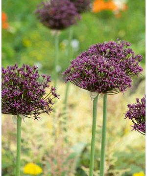 Allium atropurpureum