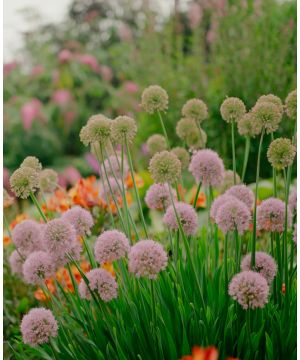 Allium 'Bubble Bath'