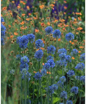 Allium caeruleum